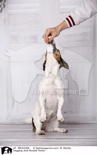 Jack Russell Terrier macht Mnnchen / begging Jack Russell Terrier / RR-63298