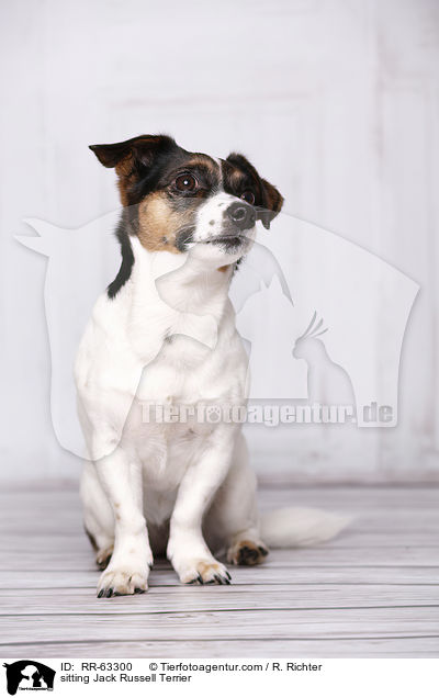 sitzender Jack Russell Terrier / sitting Jack Russell Terrier / RR-63300