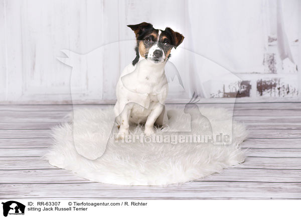 sitzender Jack Russell Terrier / sitting Jack Russell Terrier / RR-63307