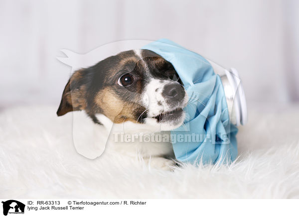 liegender Jack Russell Terrier / lying Jack Russell Terrier / RR-63313