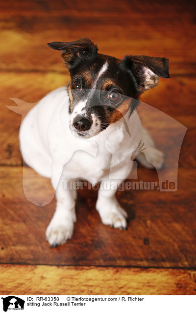 sitzender Jack Russell Terrier / sitting Jack Russell Terrier / RR-63358