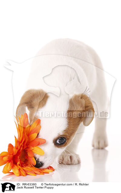 Jack Russell Terrier Welpe / Jack Russell Terrier Puppy / RR-63380