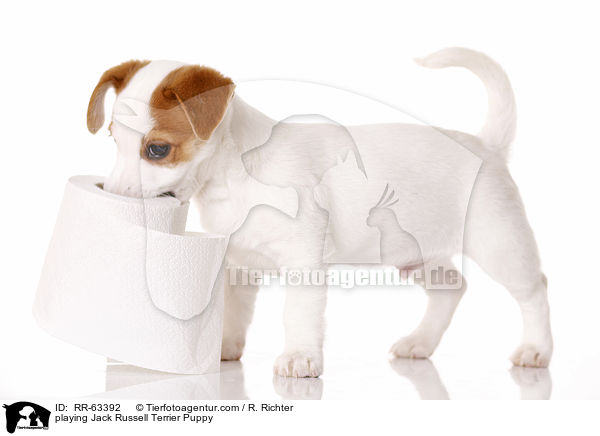 spielender Jack Russell Terrier Welpe / playing Jack Russell Terrier Puppy / RR-63392