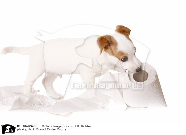 spielender Jack Russell Terrier Welpe / playing Jack Russell Terrier Puppy / RR-63400