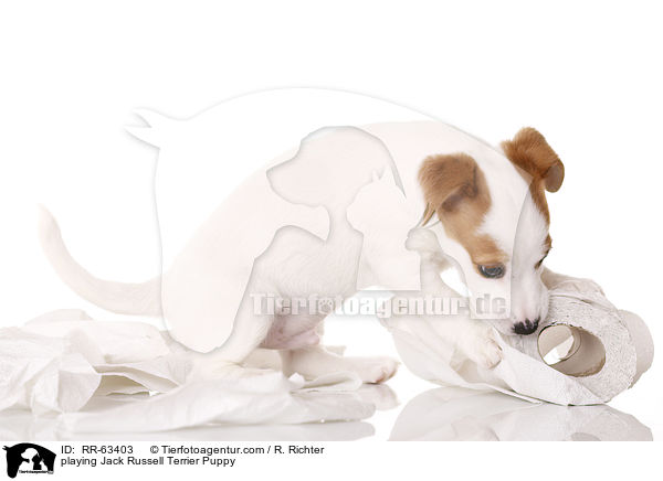 playing Jack Russell Terrier Puppy / RR-63403