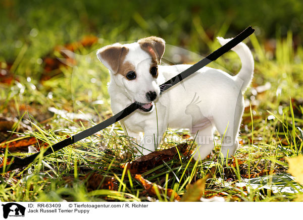 Jack Russell Terrier Welpe / Jack Russell Terrier Puppy / RR-63409