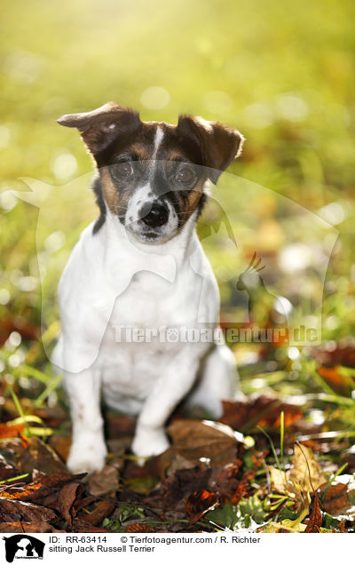 sitzender Jack Russell Terrier / sitting Jack Russell Terrier / RR-63414