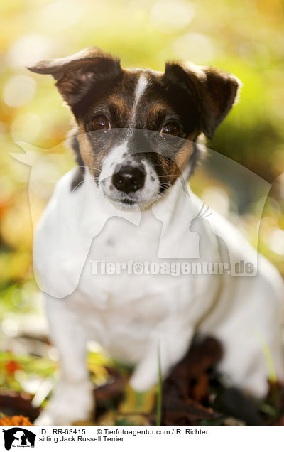 sitzender Jack Russell Terrier / sitting Jack Russell Terrier / RR-63415