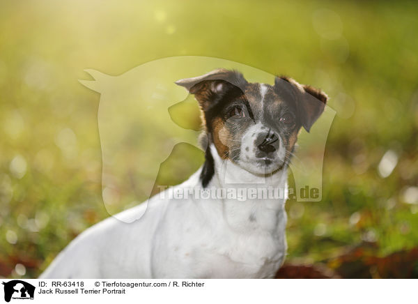 Jack Russell Terrier Portrait / Jack Russell Terrier Portrait / RR-63418