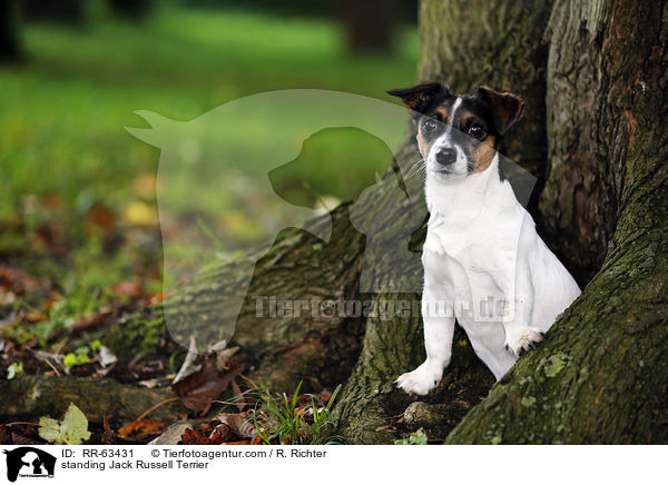 stehender Jack Russell Terrier / standing Jack Russell Terrier / RR-63431