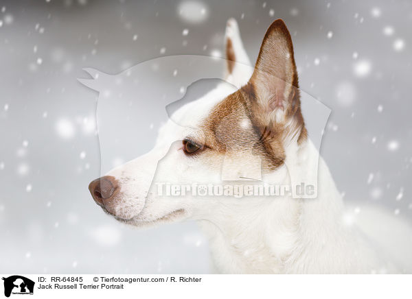 Jack Russell Terrier Portrait / Jack Russell Terrier Portrait / RR-64845