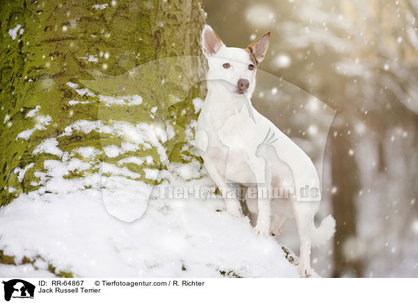 Jack Russell Terrier / RR-64867