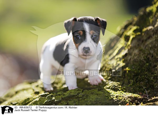 Jack Russell Terrier Welpe / Jack Russell Terrier Puppy / RR-65672