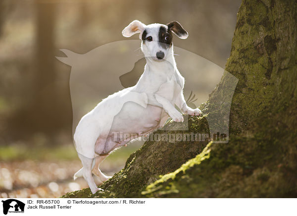 Jack Russell Terrier / Jack Russell Terrier / RR-65700