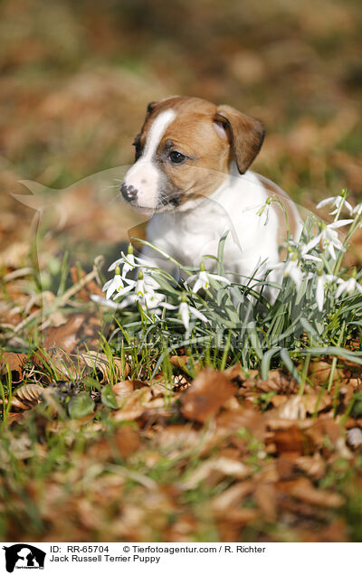 Jack Russell Terrier Welpe / Jack Russell Terrier Puppy / RR-65704