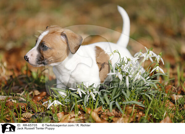 Jack Russell Terrier Welpe / Jack Russell Terrier Puppy / RR-65705