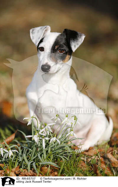 sitzender Jack Russell Terrier / sitting Jack Russell Terrier / RR-65707
