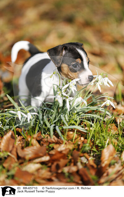 Jack Russell Terrier Welpe / Jack Russell Terrier Puppy / RR-65710