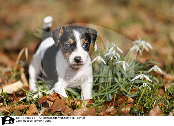 Jack Russell Terrier Welpe / Jack Russell Terrier Puppy / RR-65711