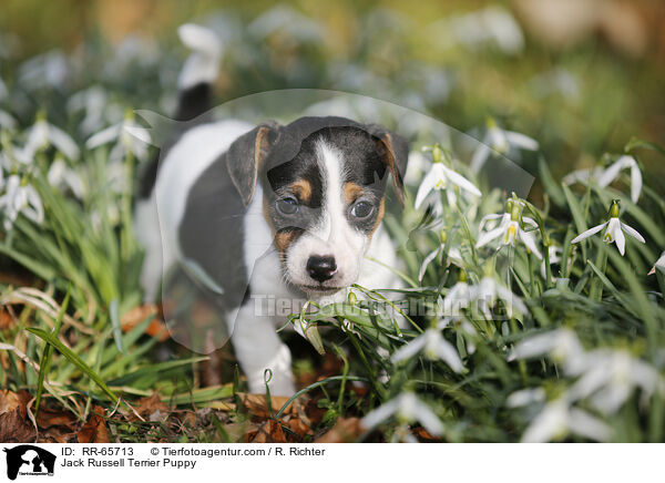 Jack Russell Terrier Welpe / Jack Russell Terrier Puppy / RR-65713