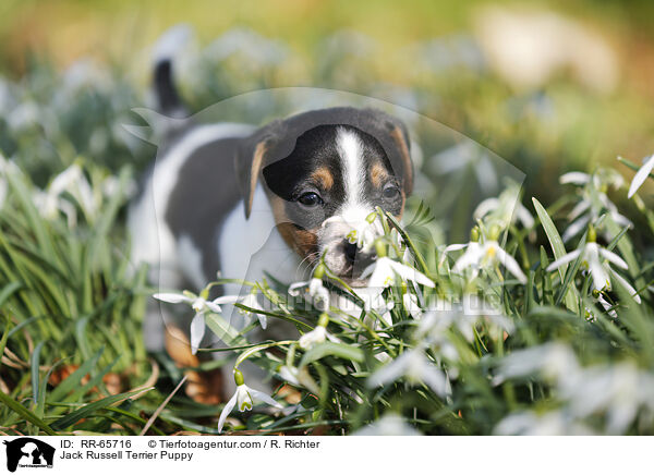 Jack Russell Terrier Welpe / Jack Russell Terrier Puppy / RR-65716
