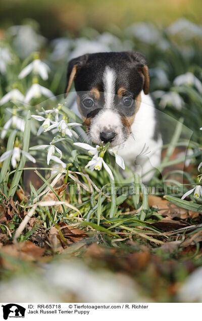 Jack Russell Terrier Welpe / Jack Russell Terrier Puppy / RR-65718