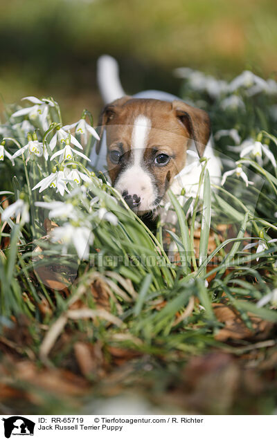 Jack Russell Terrier Welpe / Jack Russell Terrier Puppy / RR-65719