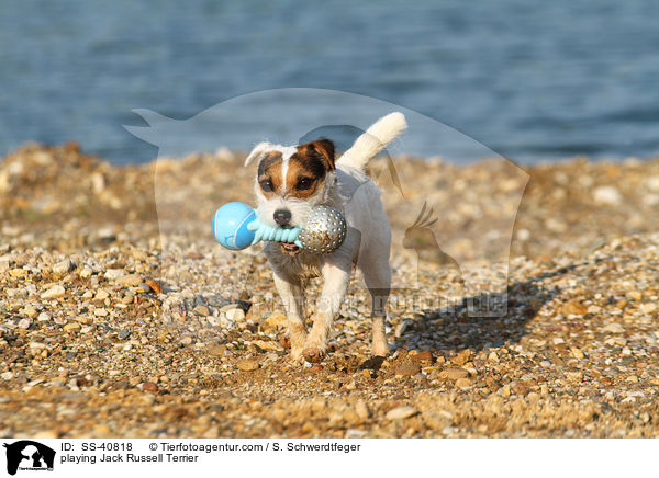 spielender Parson Russell Terrier / playing Parson Russell Terrier / SS-40818