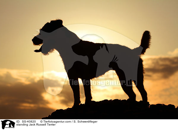 stehender Parson Russell Terrier / standing Parson Russell Terrier / SS-40820