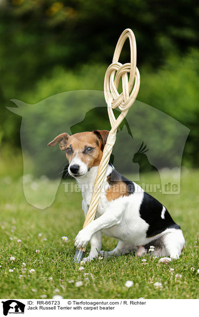 Jack Russell Terrier with carpet beater / RR-66723