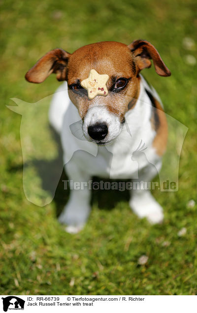 Jack Russell Terrier mit Leckerli / Jack Russell Terrier with treat / RR-66739