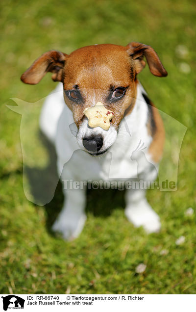 Jack Russell Terrier mit Leckerli / Jack Russell Terrier with treat / RR-66740