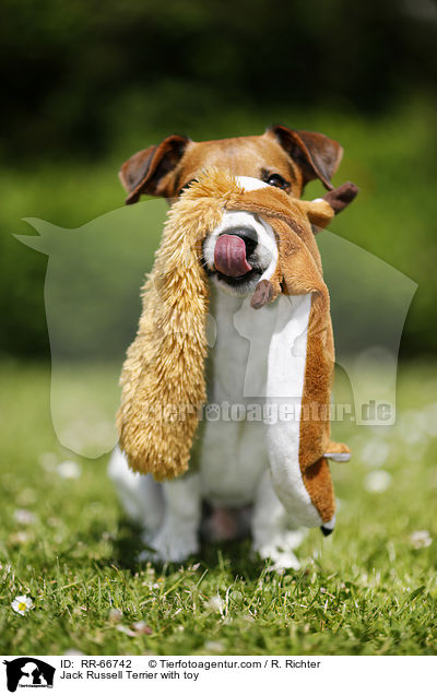 Jack Russell Terrier with toy / RR-66742