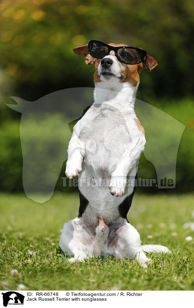 Jack Russell Terrier mit Sonnenbrille / Jack Russell Terrier with sunglasses / RR-66748