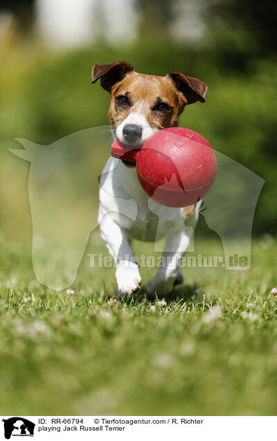 spielender Jack Russell Terrier / playing Jack Russell Terrier / RR-66794