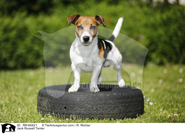 Jack Russell Terrier / RR-66821