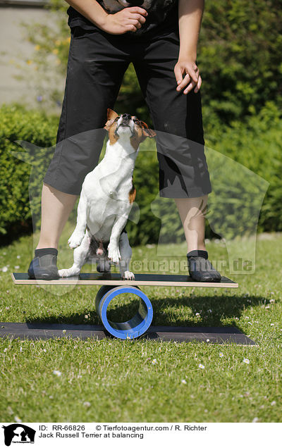 Jack Russell Terrier beim Balancieren / Jack Russell Terrier at balancing / RR-66826