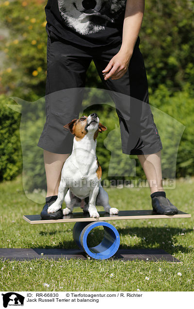 Jack Russell Terrier beim Balancieren / Jack Russell Terrier at balancing / RR-66830