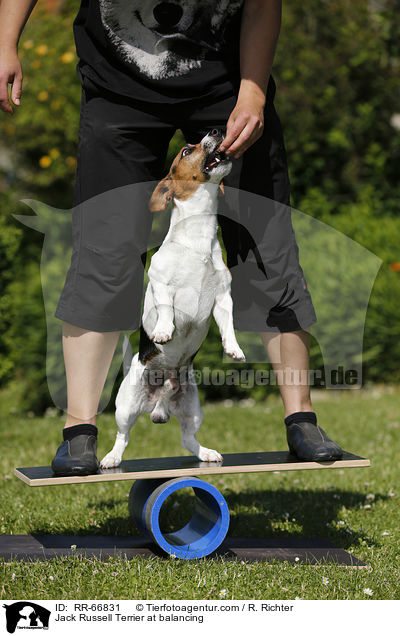 Jack Russell Terrier beim Balancieren / Jack Russell Terrier at balancing / RR-66831