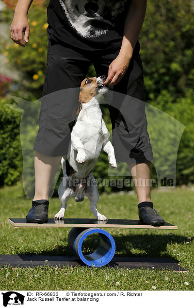 Jack Russell Terrier beim Balancieren / Jack Russell Terrier at balancing / RR-66833