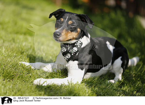 liegender Jack Russell Terrier / lying Jack Russell Terrier / RR-67321