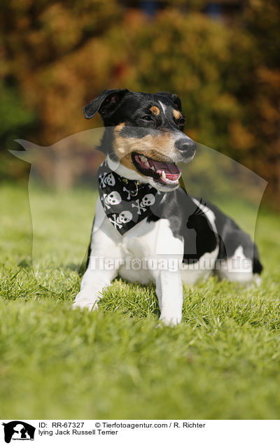 liegender Jack Russell Terrier / lying Jack Russell Terrier / RR-67327