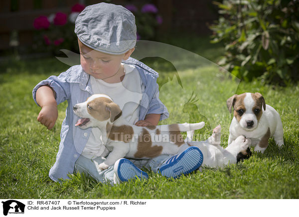 Kind und Jack Russell Terrier Welpen / Child and Jack Russell Terrier Puppies / RR-67407