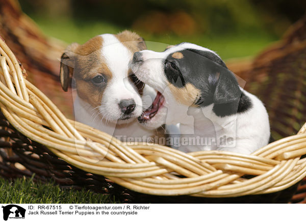 Jack Russell Terrier Welpen im Grnen / Jack Russell Terrier Puppies in the countryside / RR-67515