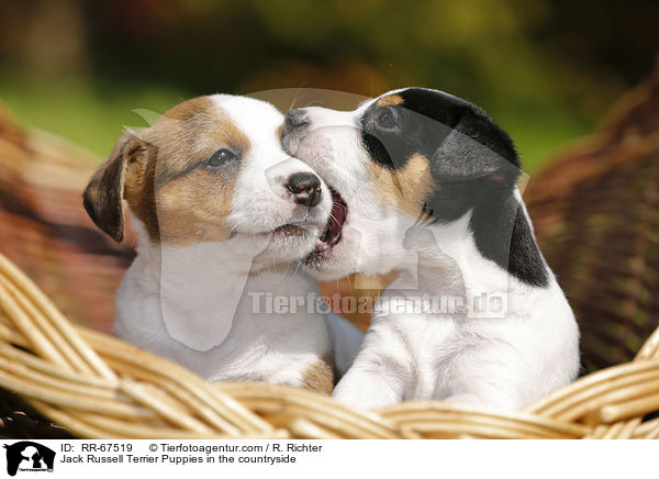 Jack Russell Terrier Welpen im Grnen / Jack Russell Terrier Puppies in the countryside / RR-67519