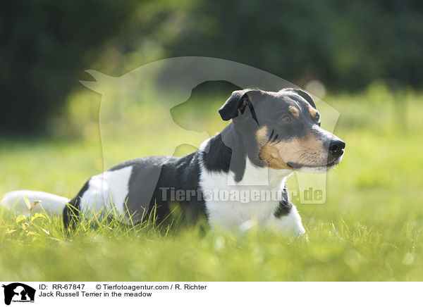 Jack Russell Terrier im Grnen / Jack Russell Terrier in the meadow / RR-67847