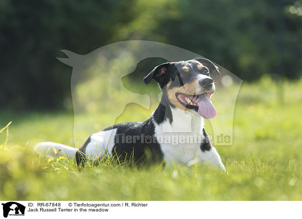 Jack Russell Terrier im Grnen / Jack Russell Terrier in the meadow / RR-67848