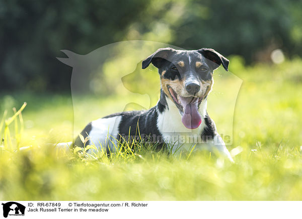 Jack Russell Terrier im Grnen / Jack Russell Terrier in the meadow / RR-67849