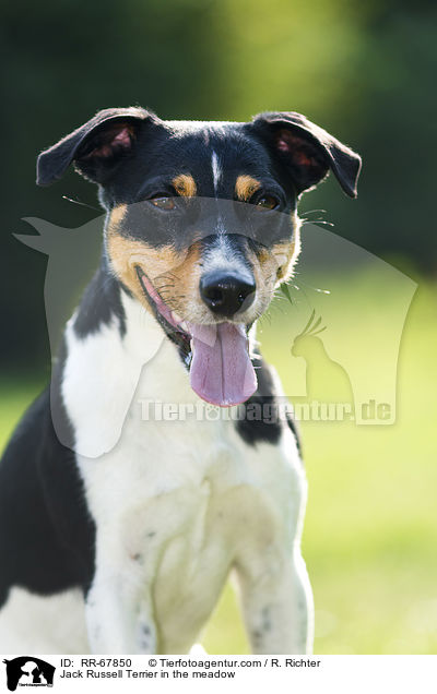 Jack Russell Terrier im Grnen / Jack Russell Terrier in the meadow / RR-67850