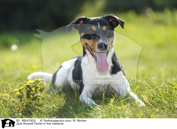 Jack Russell Terrier im Grnen / Jack Russell Terrier in the meadow / RR-67852